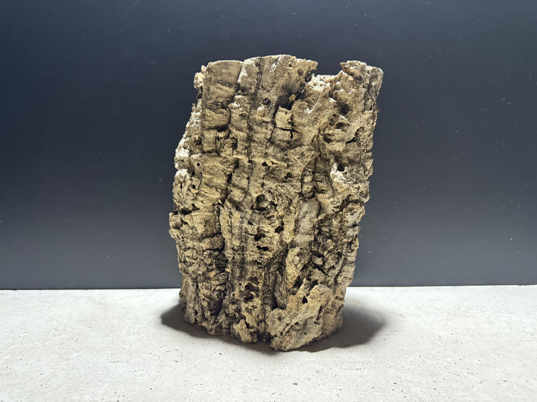 Bulb moniliforme びっしり　大株ミニチュアオーキッドコルク Bulb moniliforme びっしり 大株ミニチュアオーキッドコルク