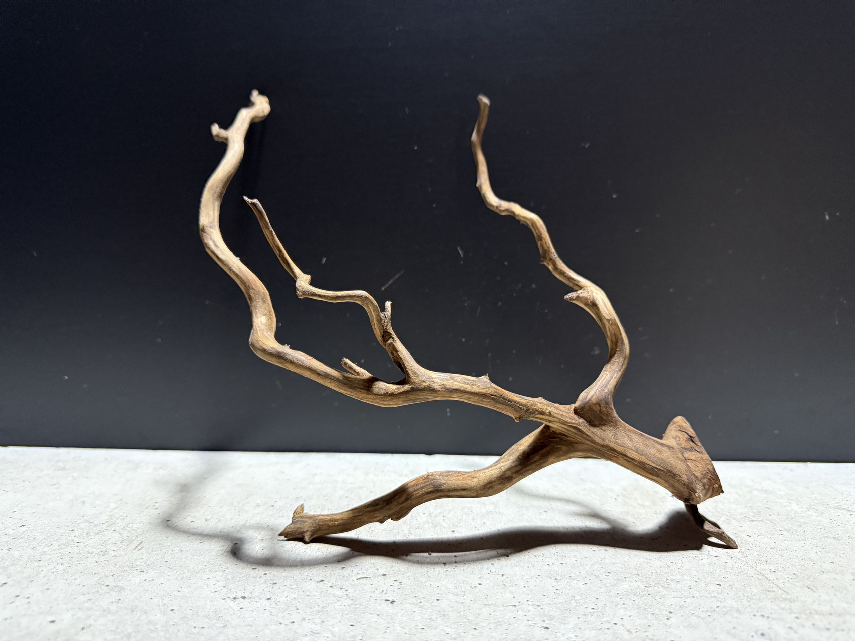 選べるスマトラウッド S - 水槽素材【公式】