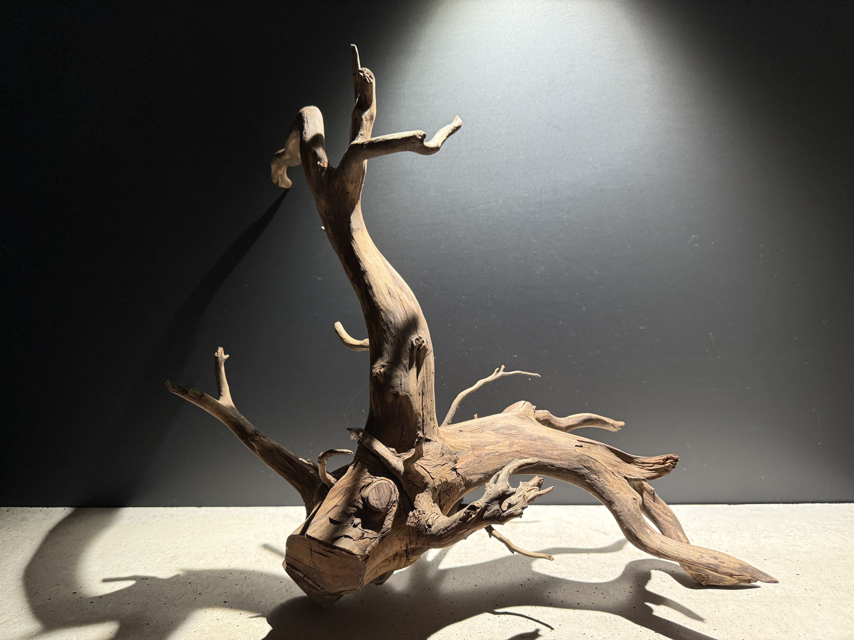 大型流木の通販、販売、エレファントウッドなら水槽素材 - 水槽素材