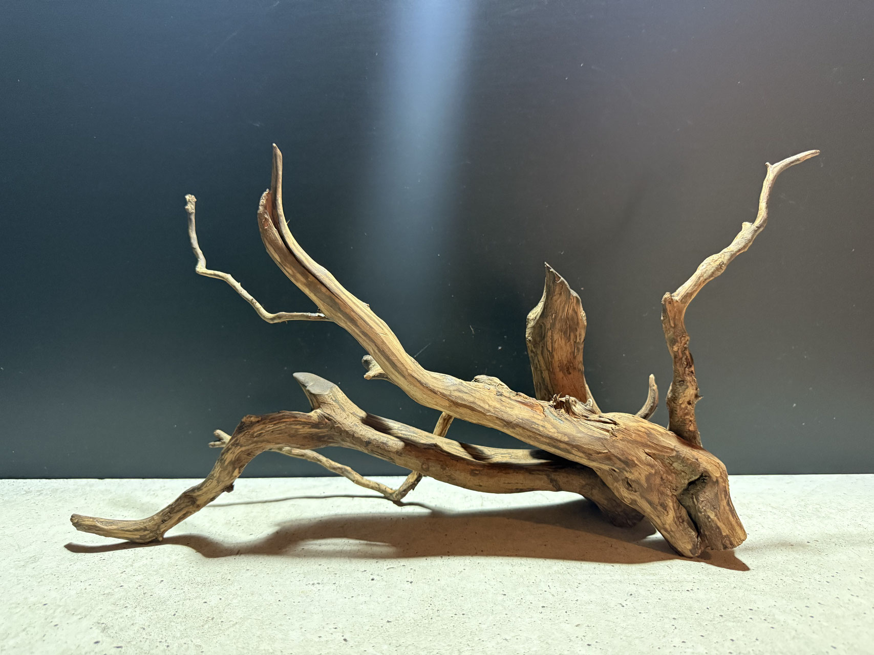 【限定流木】スマトラウッド 選べるスマトラウッドM - 水槽素材【公式】