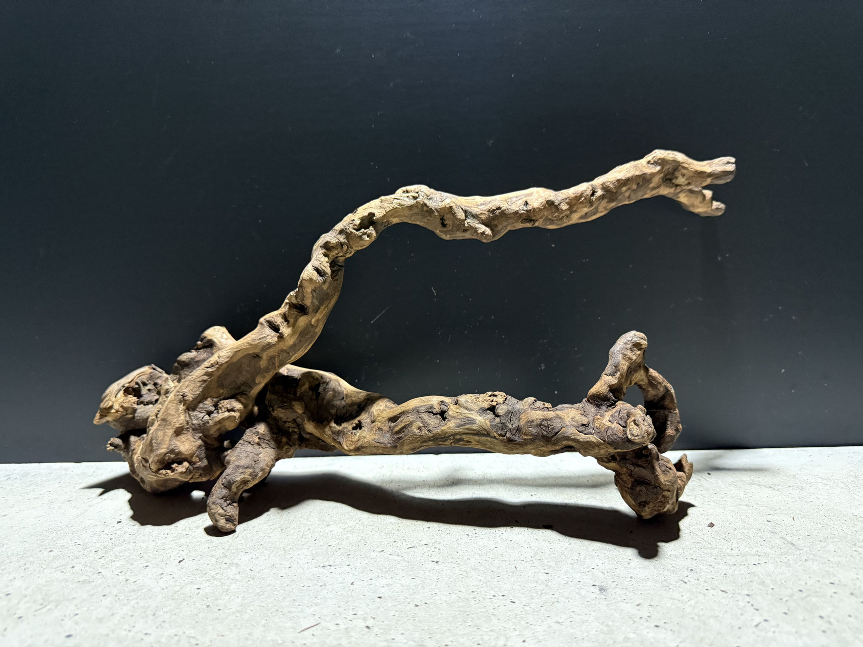 選べるスマトラウッドL - 水槽素材【公式】