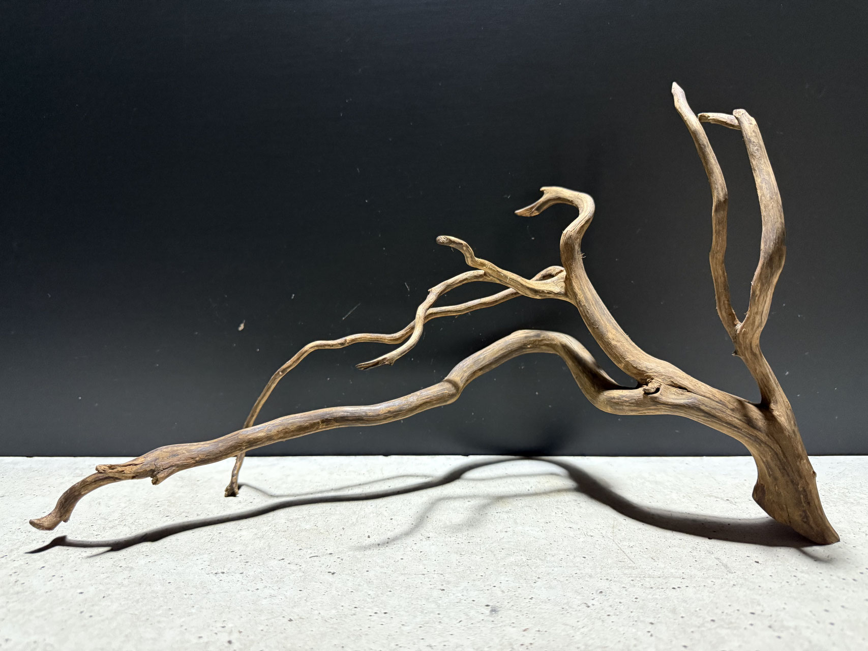 選べるスマトラウッド S - 水槽素材【公式】