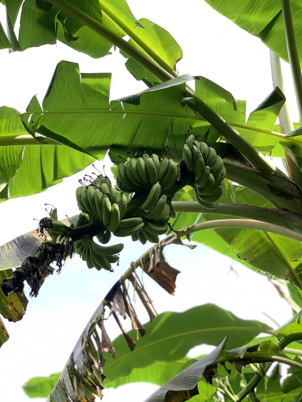 島バナナ - おでんテレビ ーODNTV in Tanegashimaー