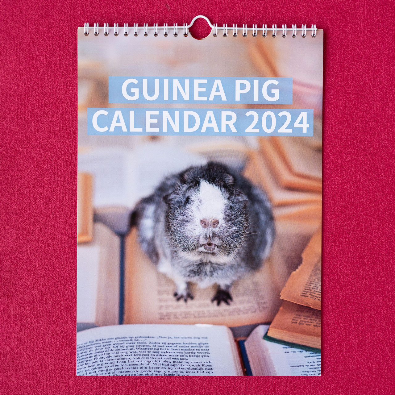 Calendars Story of a guinea pig
