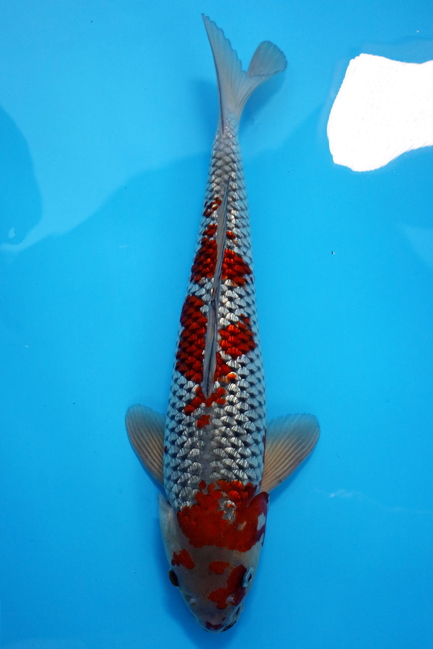 7473 Ginrin Ochiba - KGB Berlin  Premium Koi, Aragoke & Bonsai