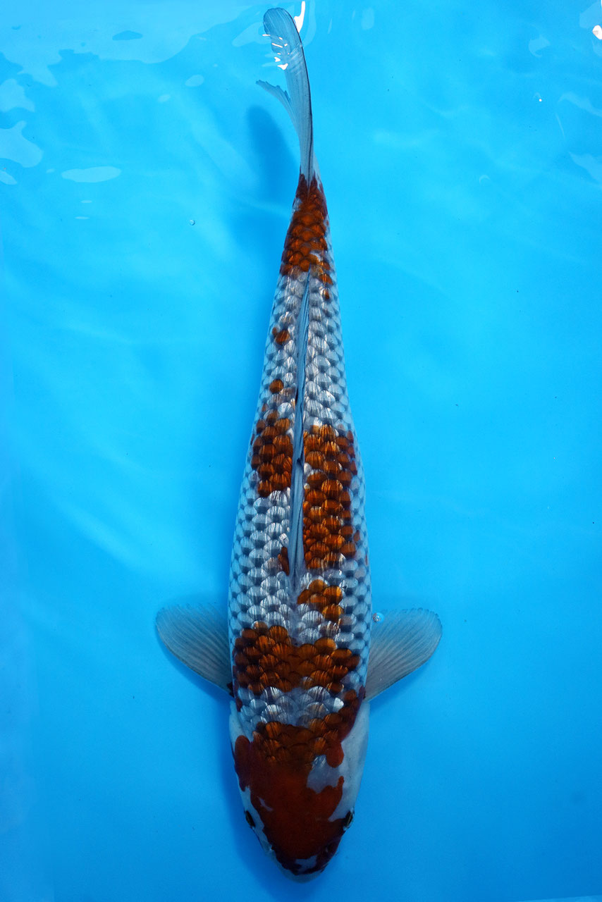 7063 Ginrin Ochiba - KGB Berlin  Premium Koi, Aragoke & Bonsai
