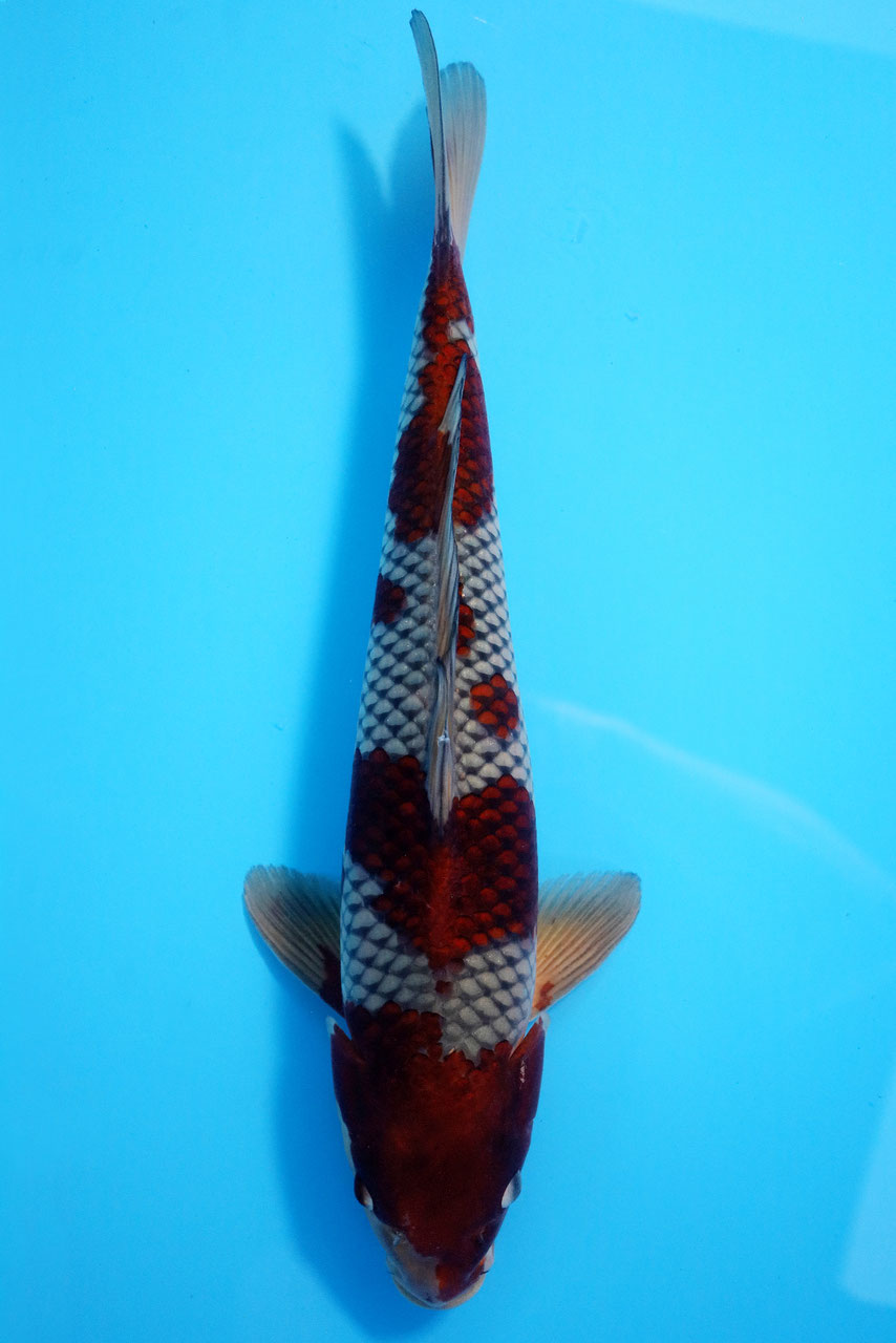 7588 Ochiba - KGB Berlin  Premium Koi, Aragoke & Bonsai