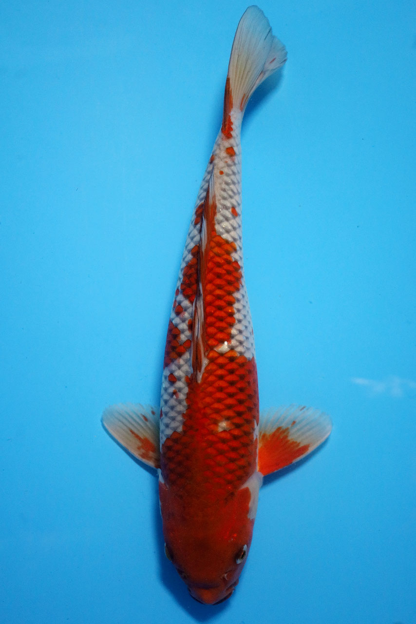 7820 Ochiba - KGB Berlin  Premium Koi, Aragoke & Bonsai
