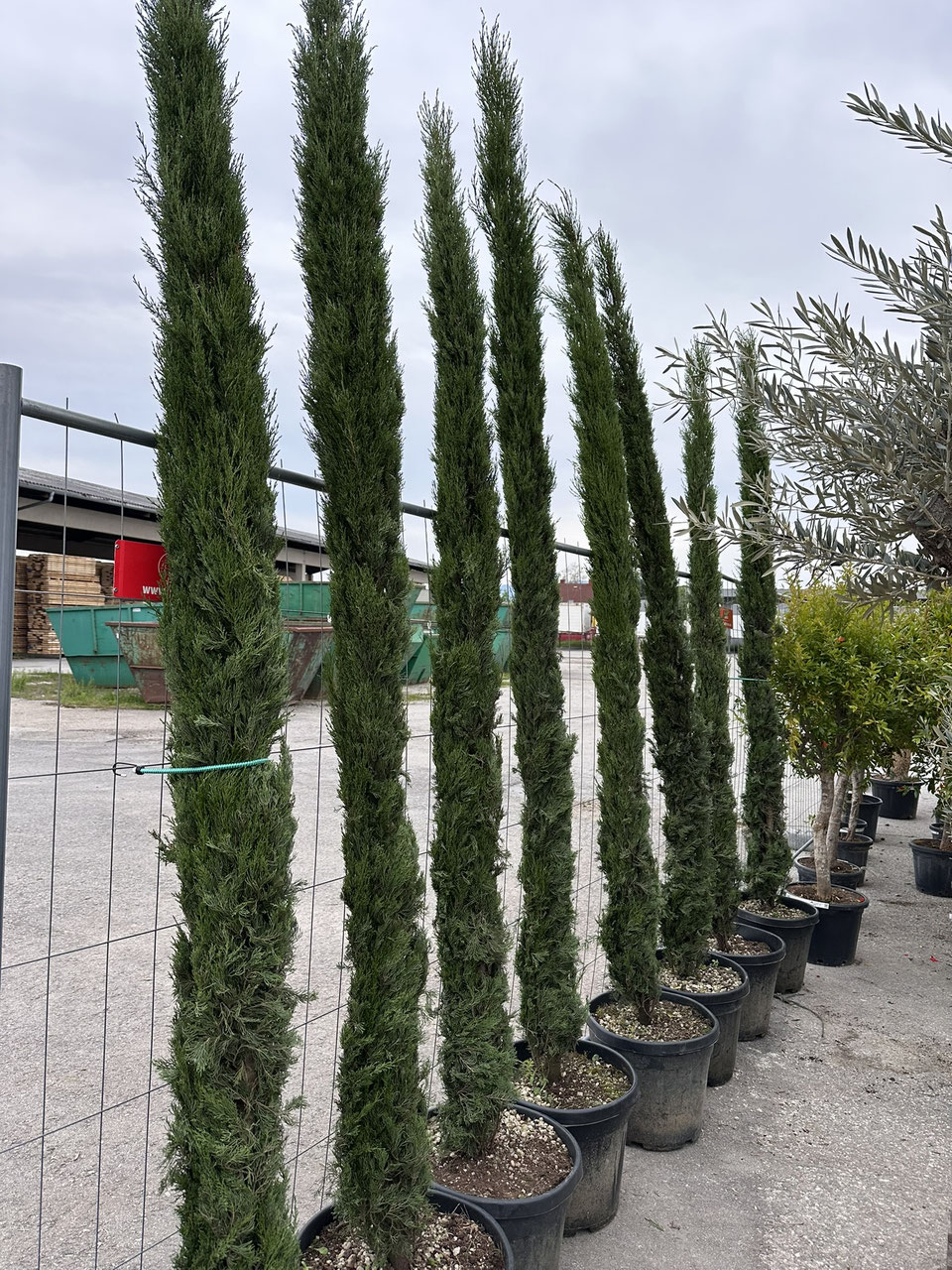 In milden Gegenden bedingt winterharte Zypressen fr einen mediterranen  Garten - palmen-schartners Webseite!