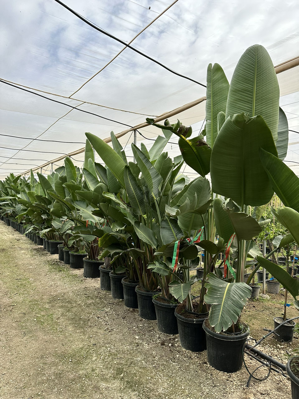 Baumstrelitzie 2-stmmig (Strelitzia augusta) - palmen-schartners Webseite!