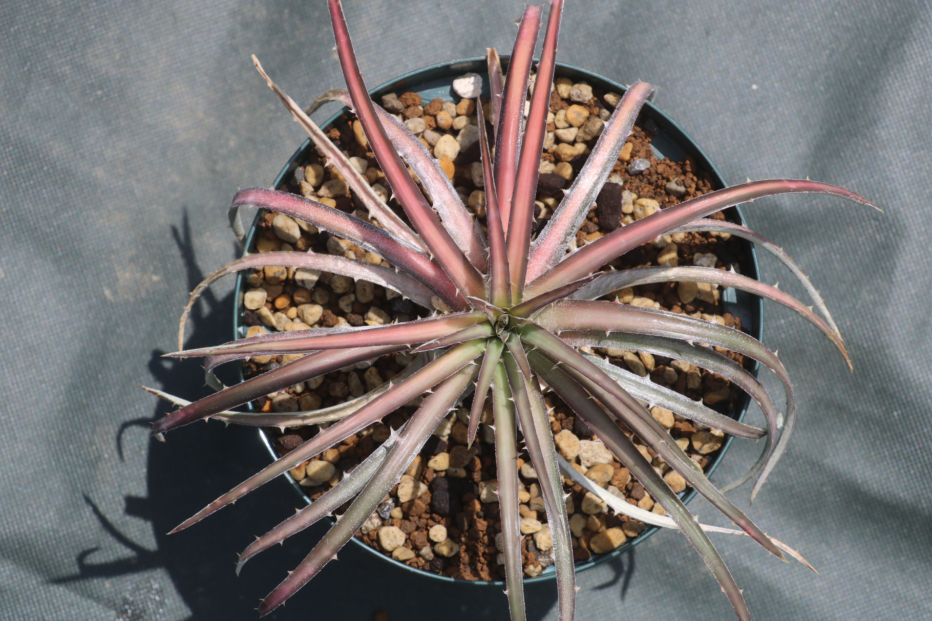Dyckia 'Bill Baker'/ディッキア'ビル・ベイカー'1 : 大木