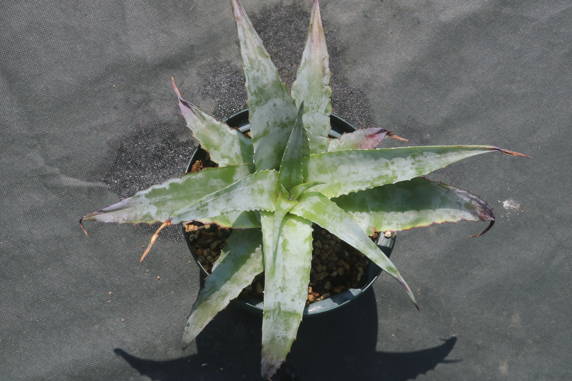 ディッキア Dyckia argentea affinis (mezii) ⑴ ディッキア Dyckia argentea affinis (mezii) ⑴