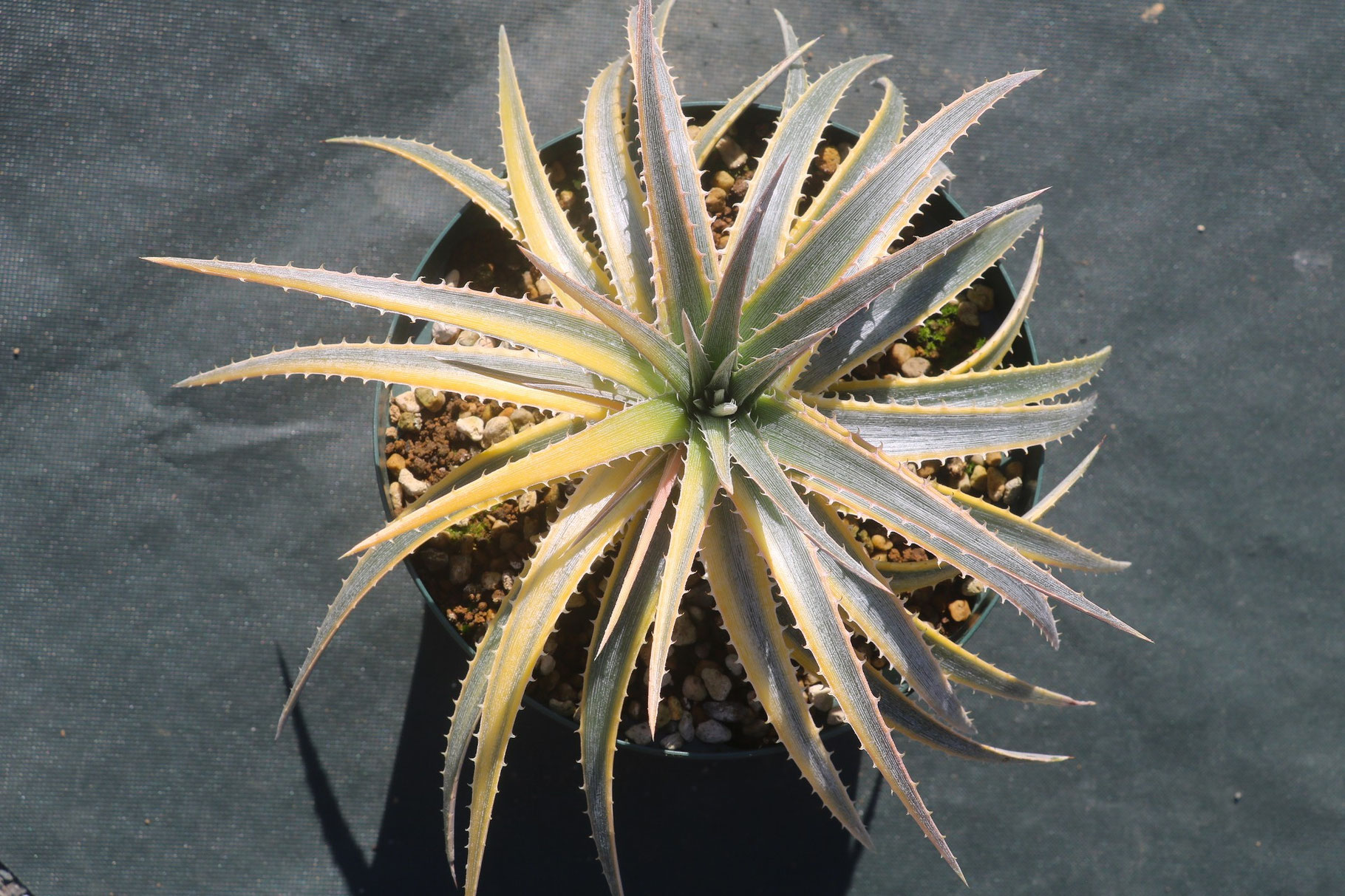 ブロメリア販売 - Amazonico アマゾニコ