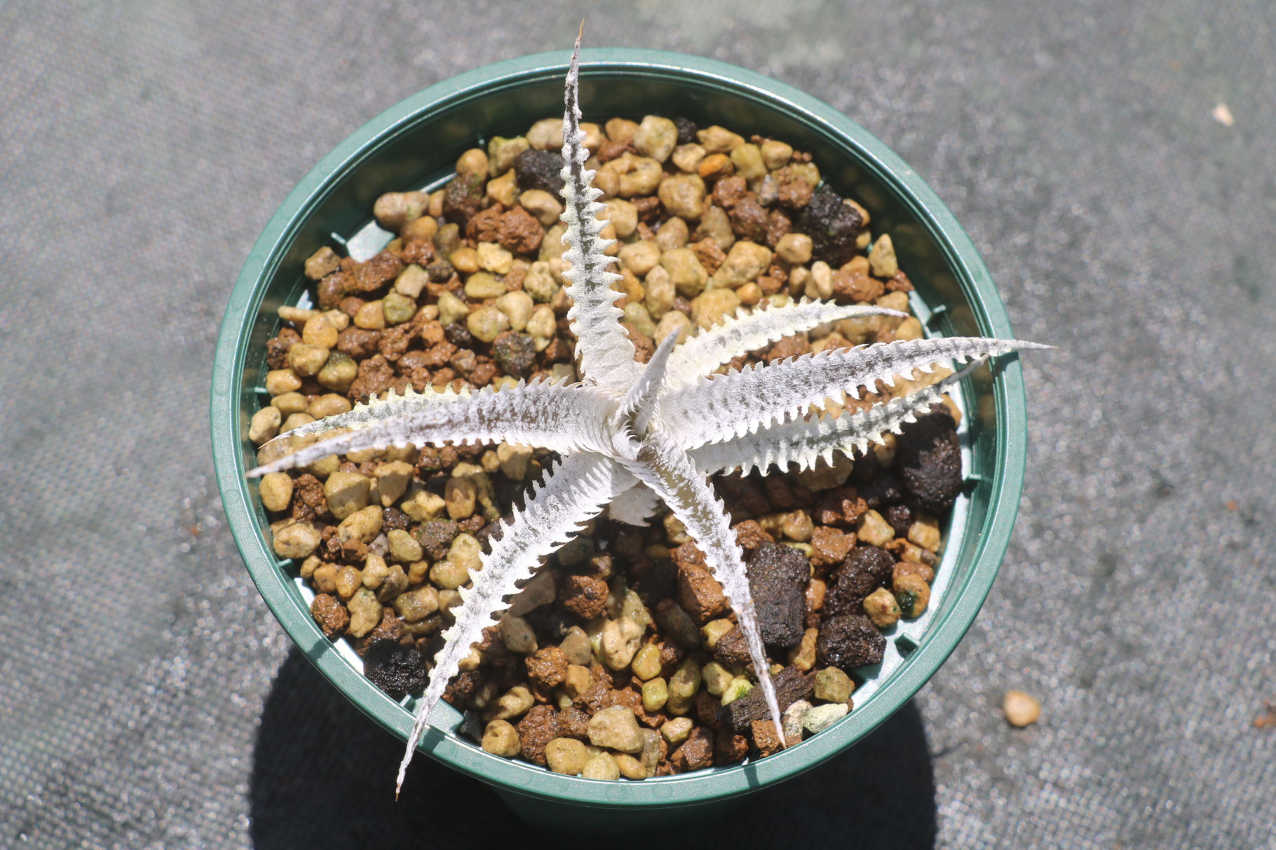 ブロメリア販売 - Amazonico アマゾニコ
