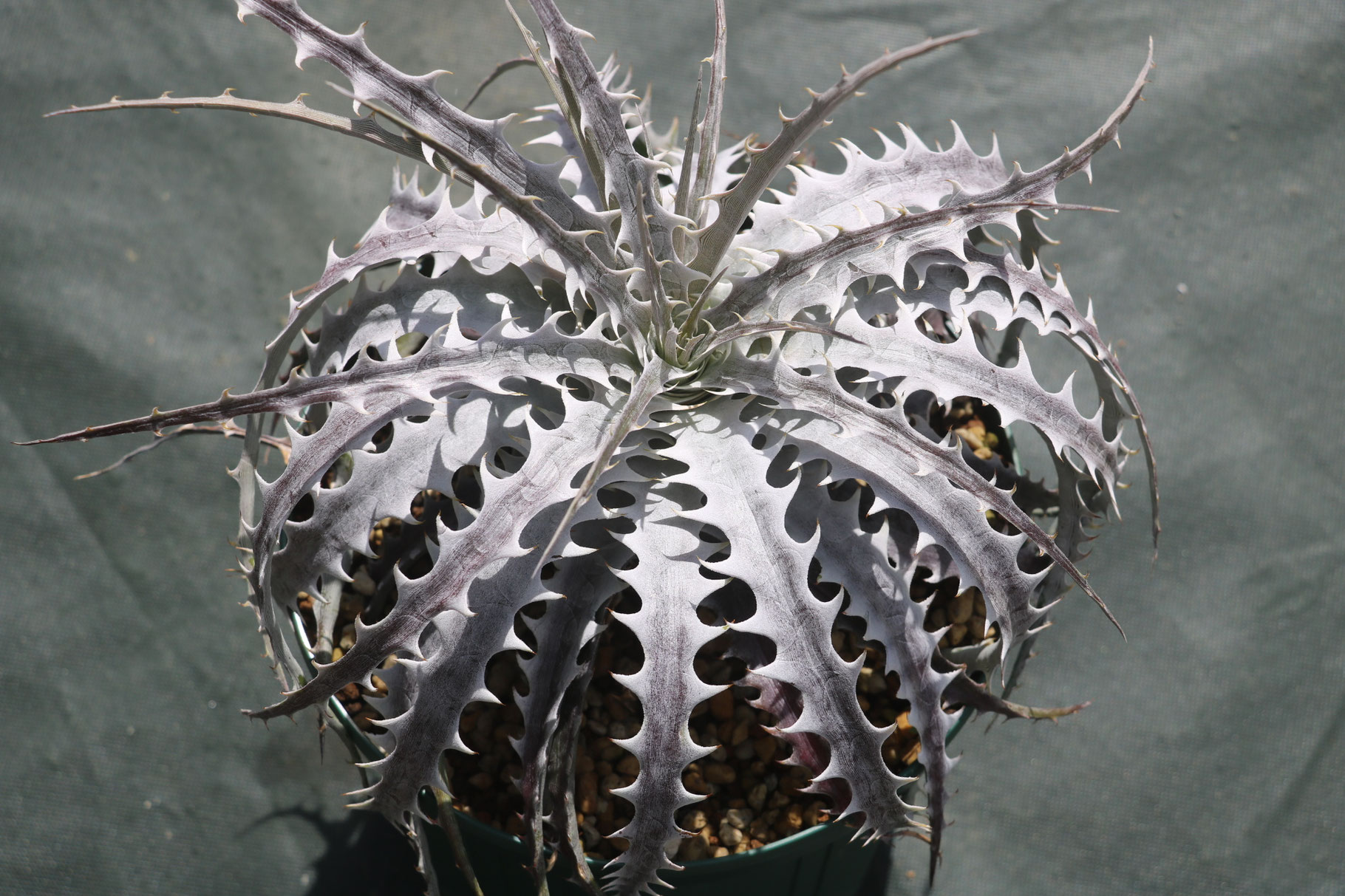 ブロメリア販売 - Amazonico アマゾニコ