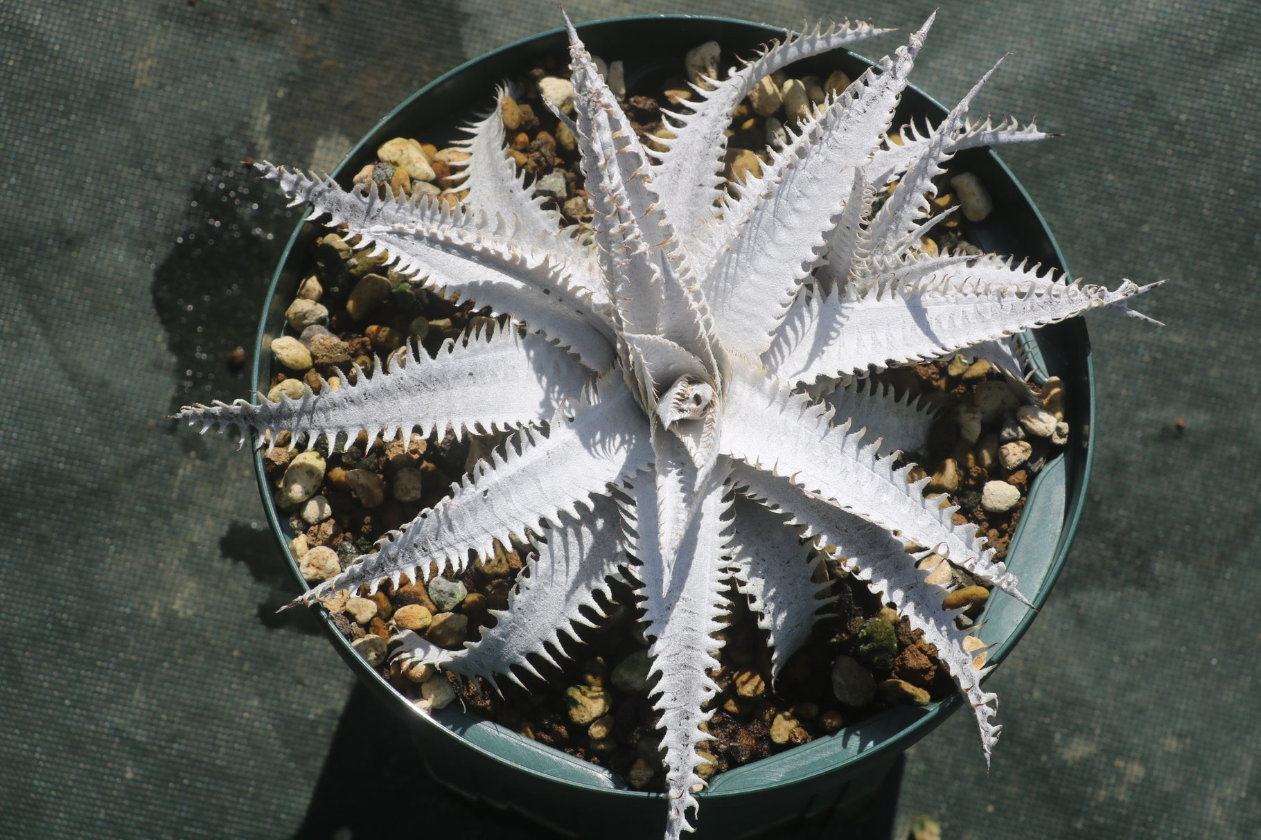 アメリカ産 ディッキア Dyckia ‘Babytooth’ アメリカ産 ディッキア Dyckia 'Babytooth'