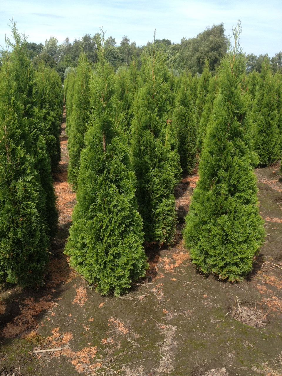 Thuja Smaragd Lebensbäume online kaufen Heckenpflanzen Thelen