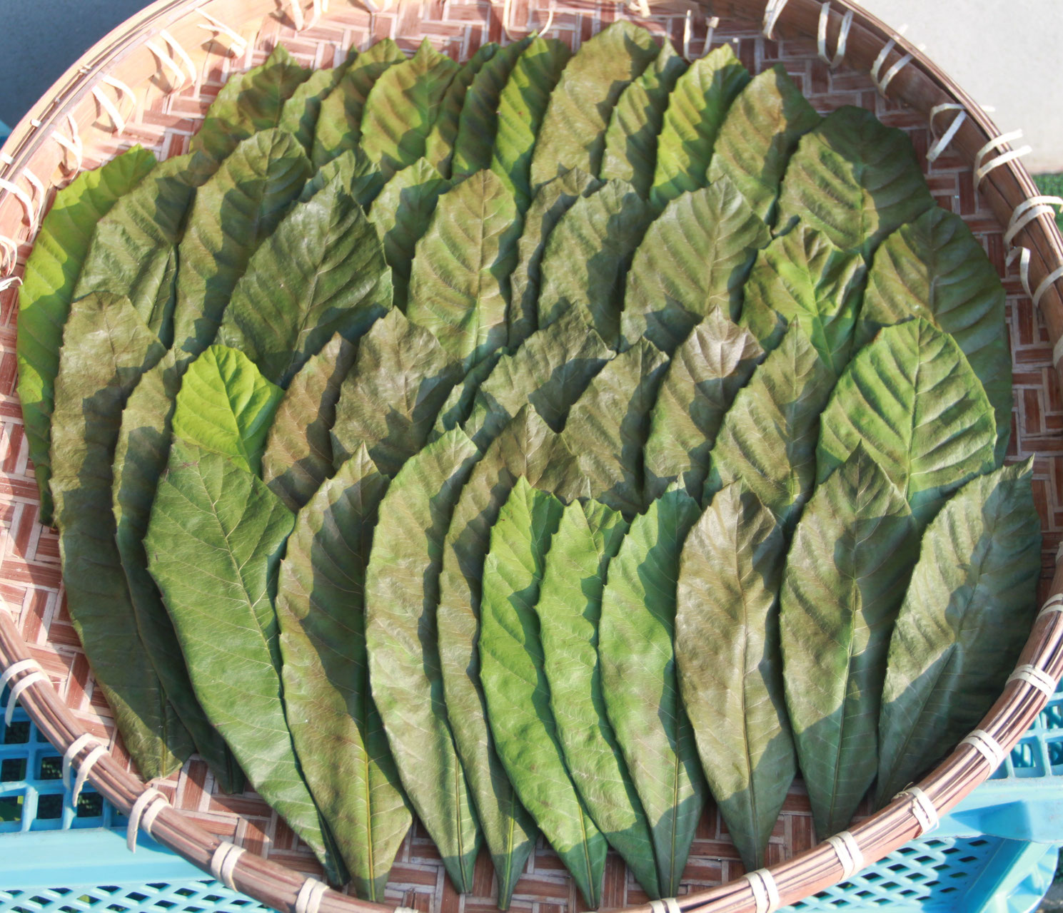 連絡用　びわの葉 連絡用 びわの葉 びわ の 葉