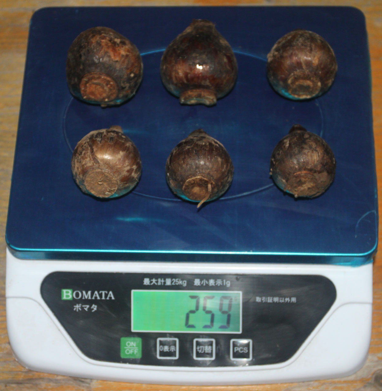 日本水仙 球根 大球 200玉　数量限りあり！早い者勝ち　無農薬 自然農法 日本水仙 球根 大球 200玉 数量限りあり！早い者勝ち 無農薬 自然