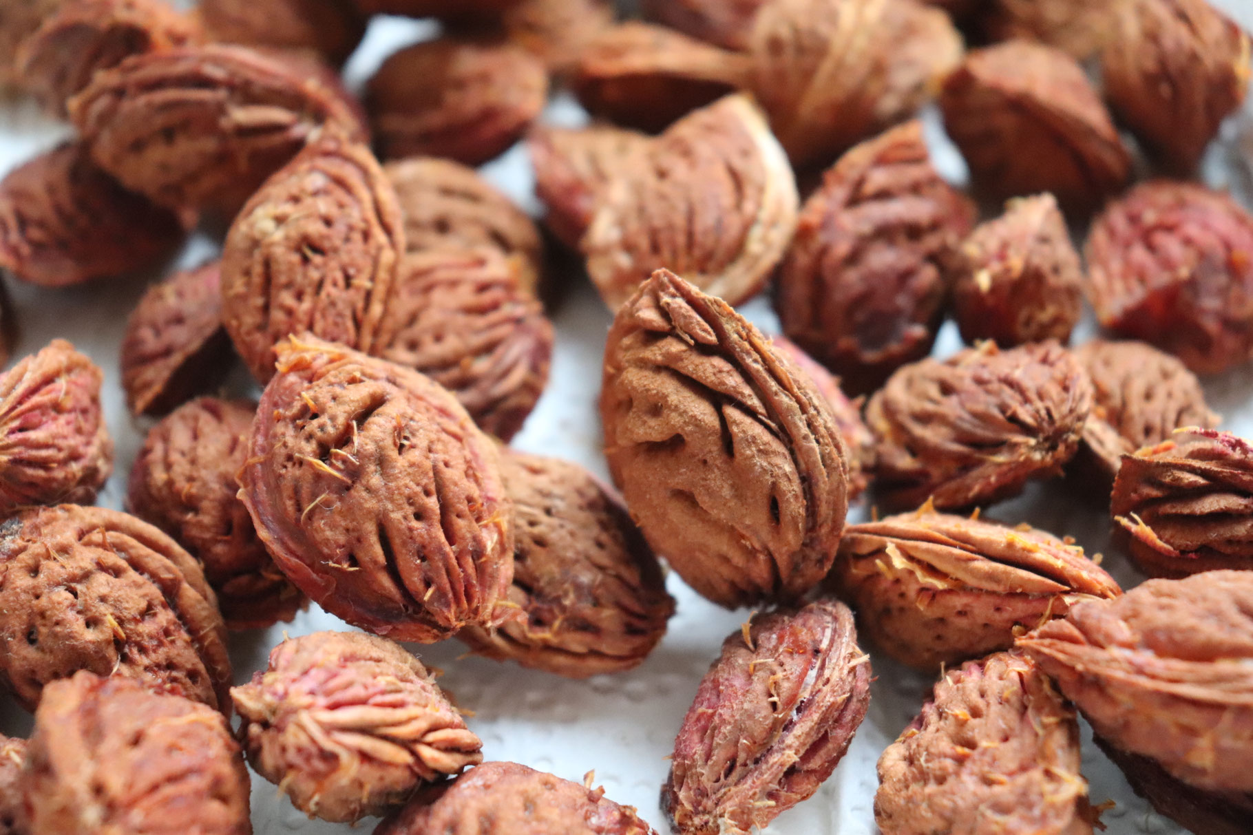 5 Pfirsichkerne - Anjas Garten Reich: Naturnah Gärtnern