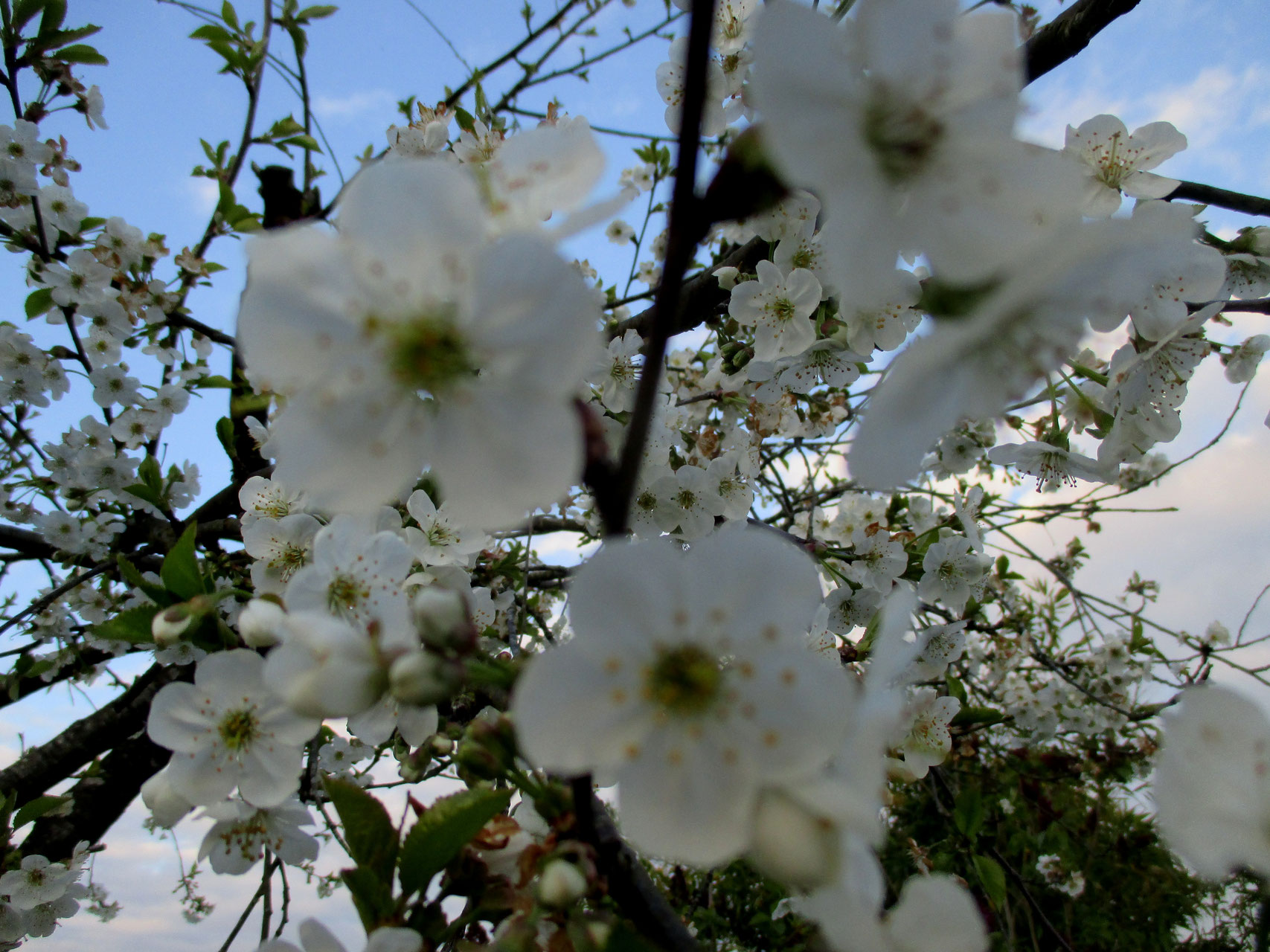 Le cerisier en fleur, en Anjou