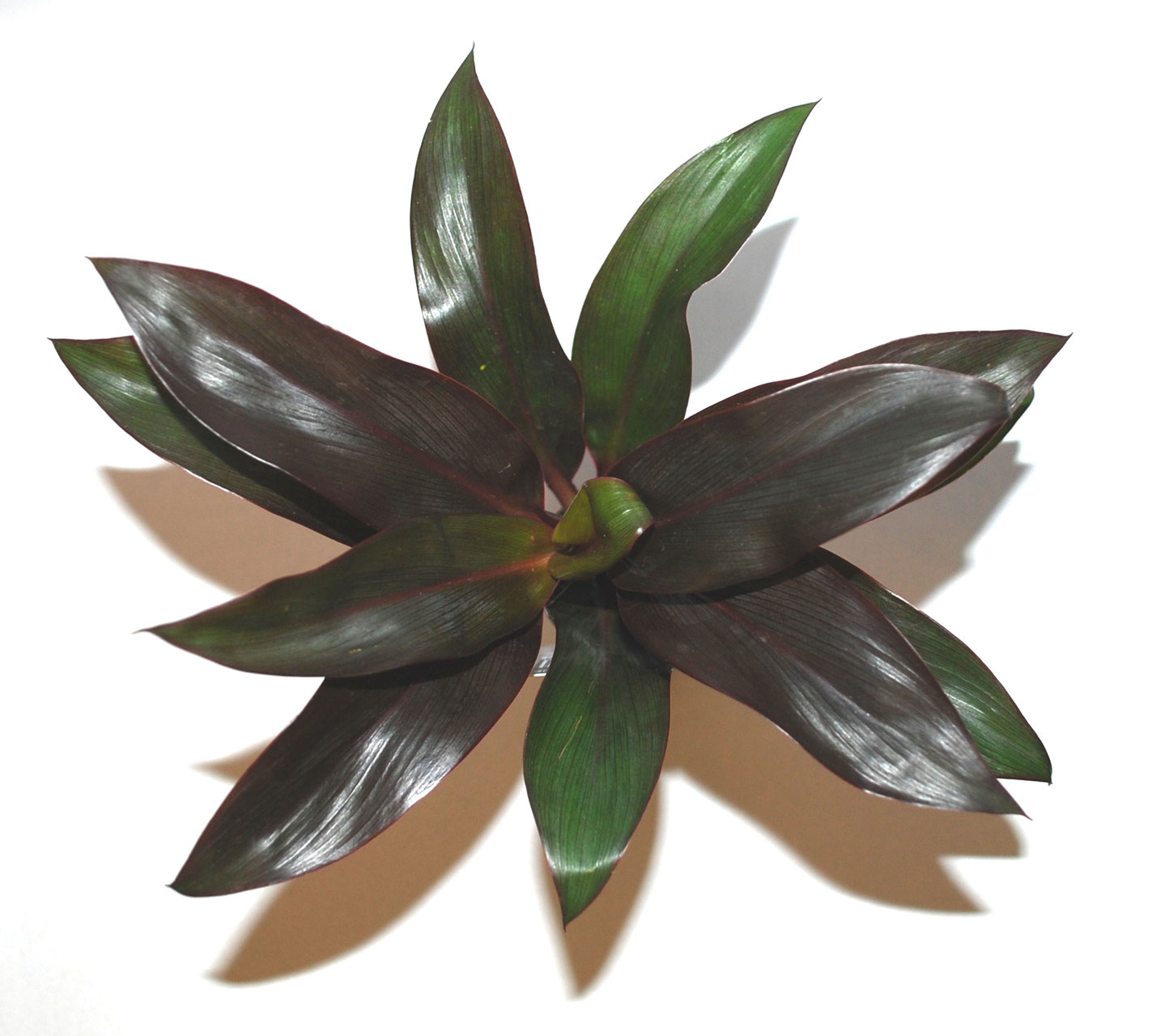 Roter Drachenbaum - Dracaena Firebrand (Cordyline fruticosa