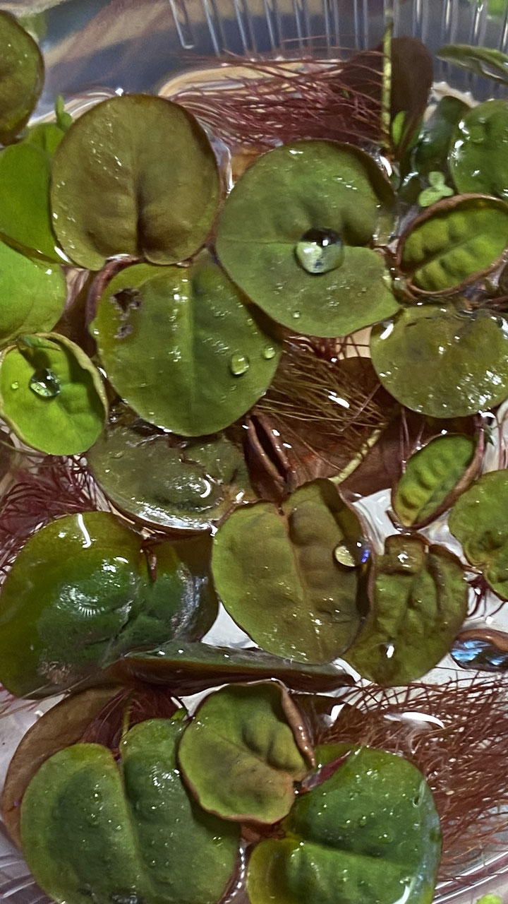 Phyllanthus fluitans Schwimmende Wolfsmilch Tribehouse Garnelen
