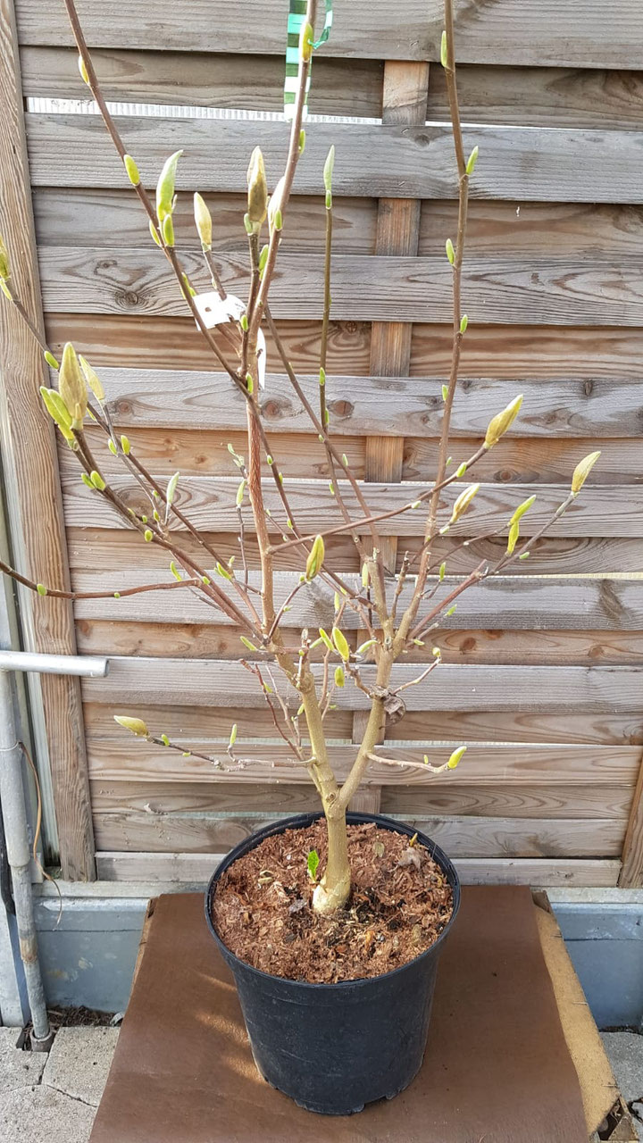 Magnolien - Ideen-Gärtnerei Roth