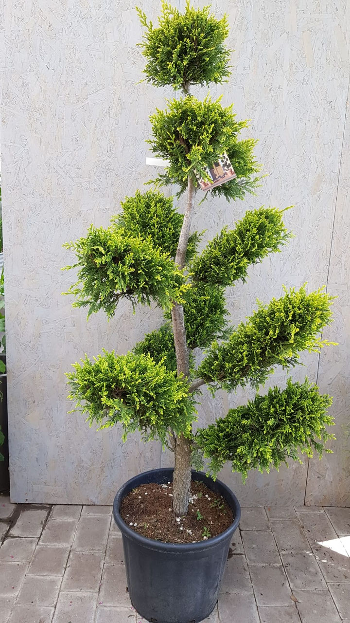 pflanze heiliger bambus Heiliger Bambus Nandina Lemon & Lime Zimmerpflanze 17cm 45cm