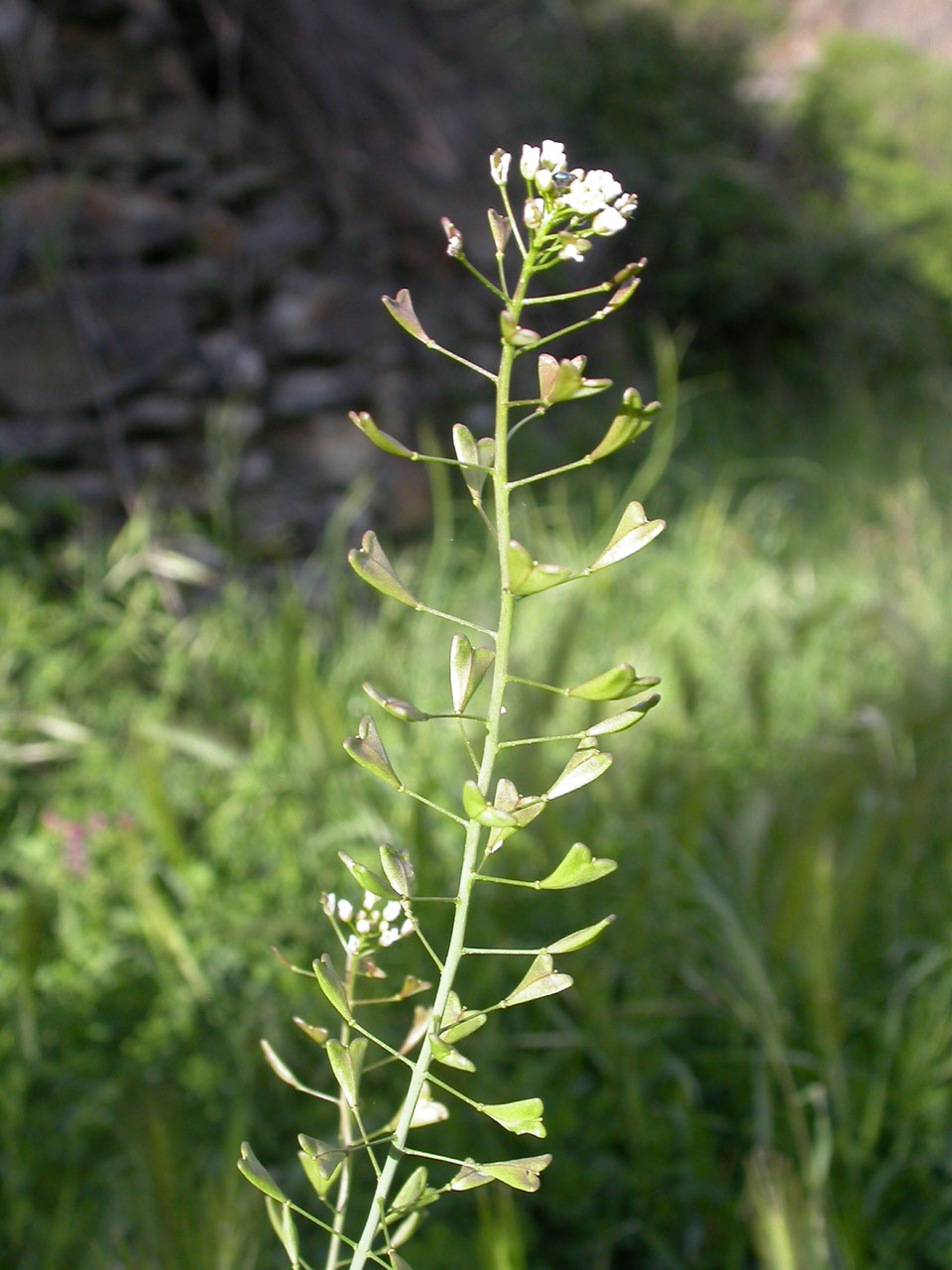 Alcoolature De Bourse à Pasteur - 