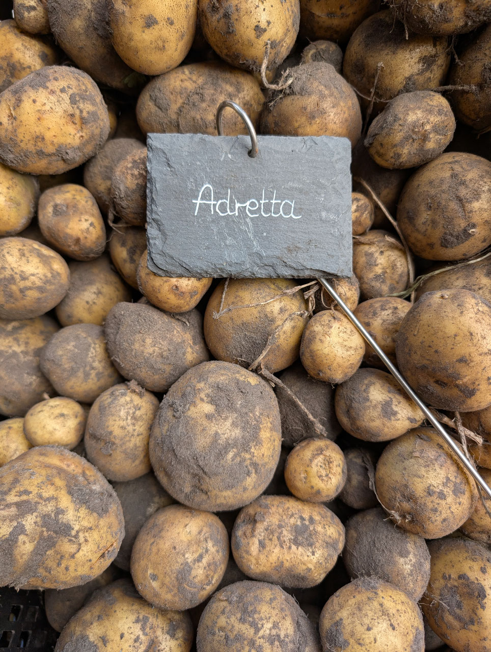 Kartoffeln - Buchenwall-Hof
