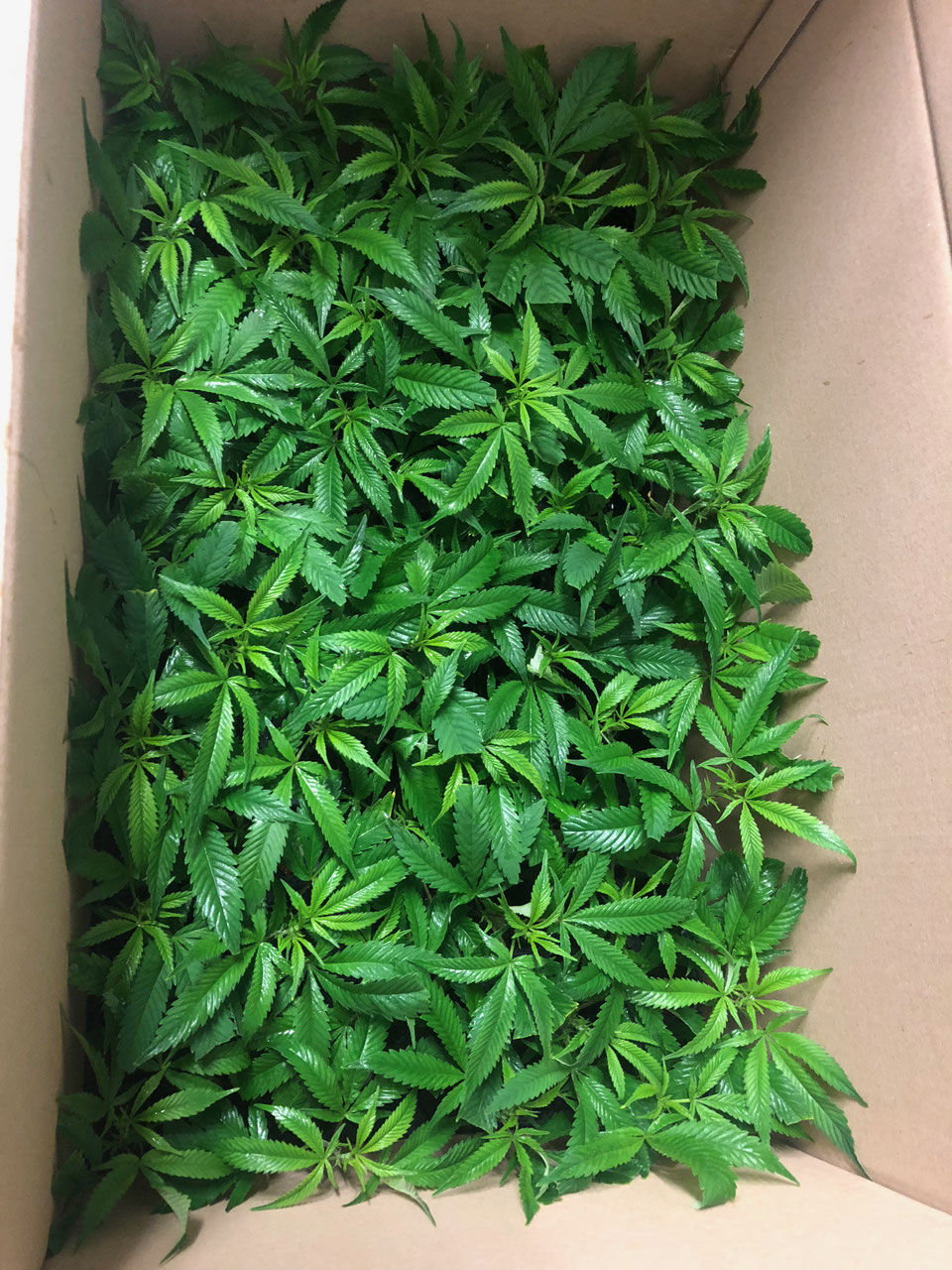 CBD Stecklinge kaufen Cannabees CBD