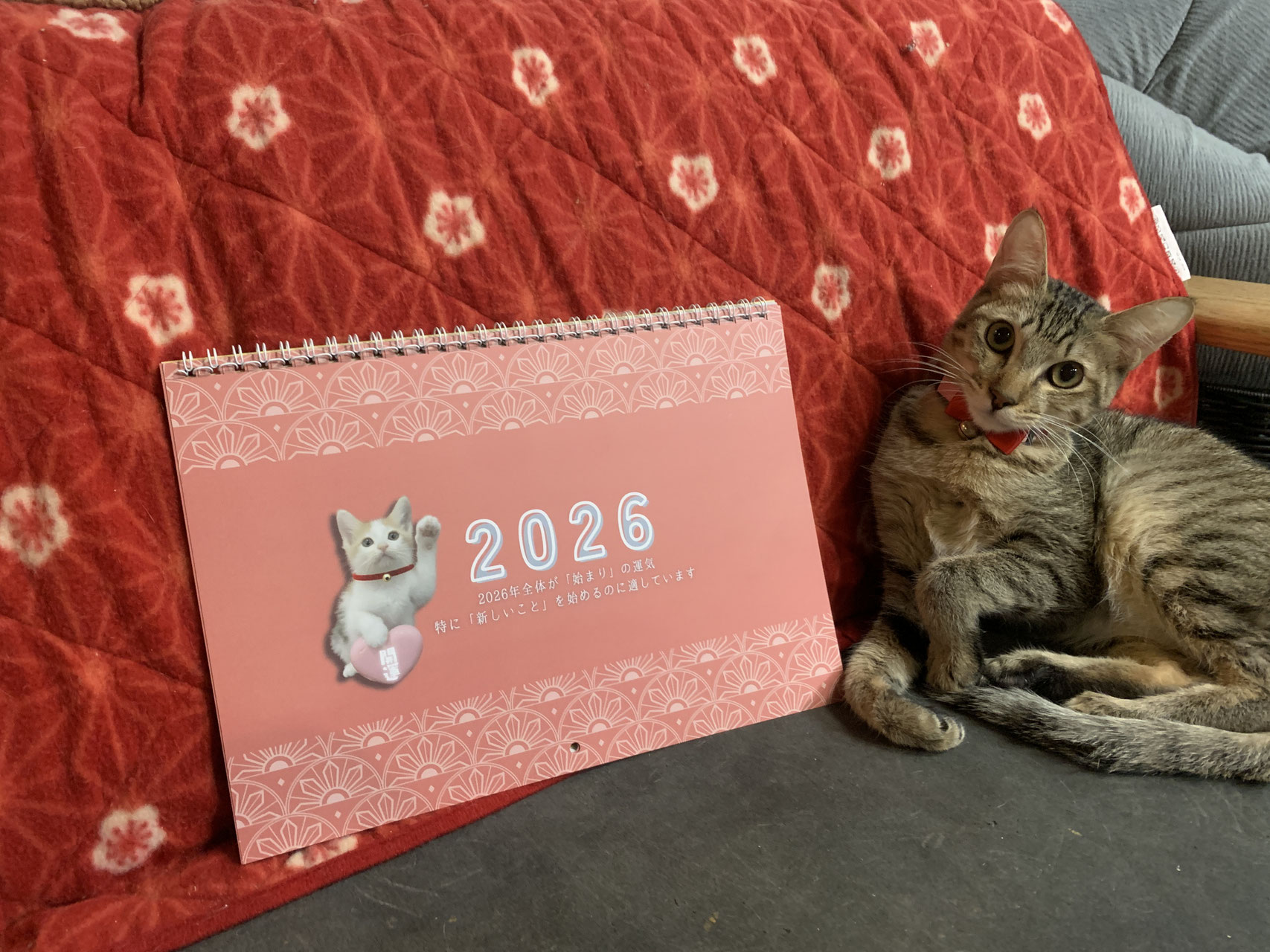 ◇ネットショッピング - 保護猫カフェ 廣島ねこ奉行