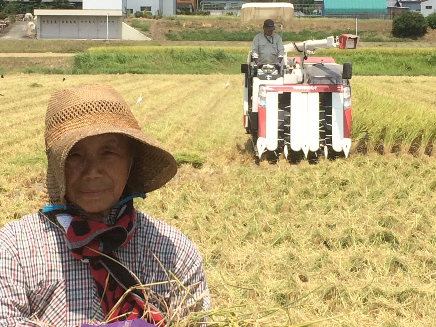 令和6年収穫 三重県産コシヒカリ ③玄米10キロ