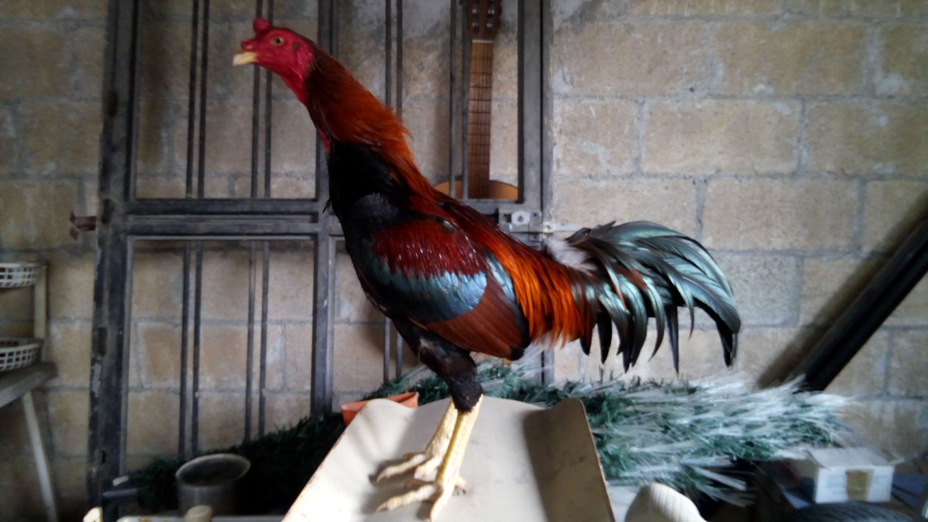 Gallos - gallosdelsurs jimdo page!