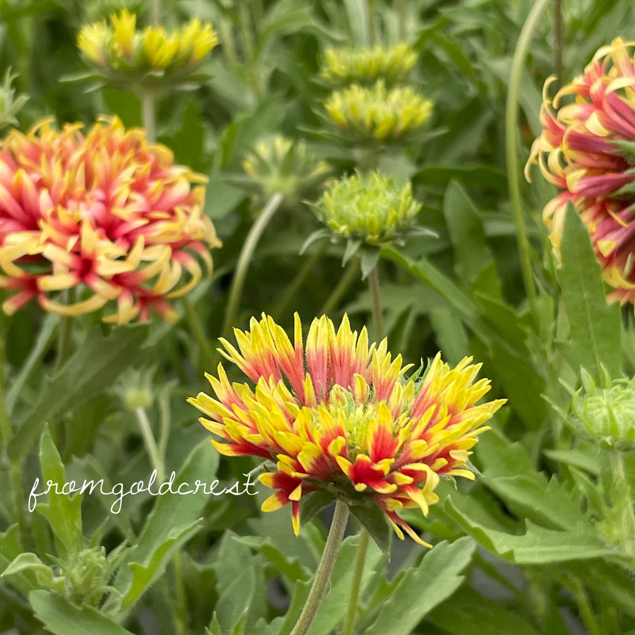 Gaillardia ガイラルディア ホームplants Gift Goldcrest 移動販売のゴールドクレスト