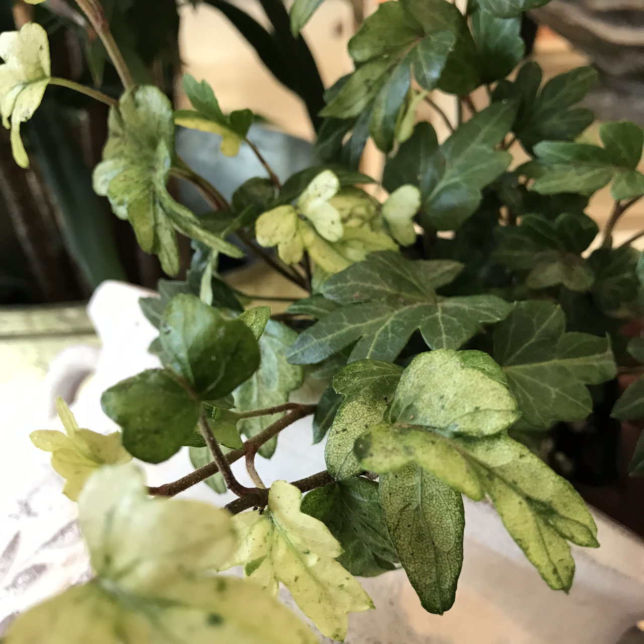 Hedera ヘデラ ホームplants Gift Goldcrest 移動販売のゴールドクレスト