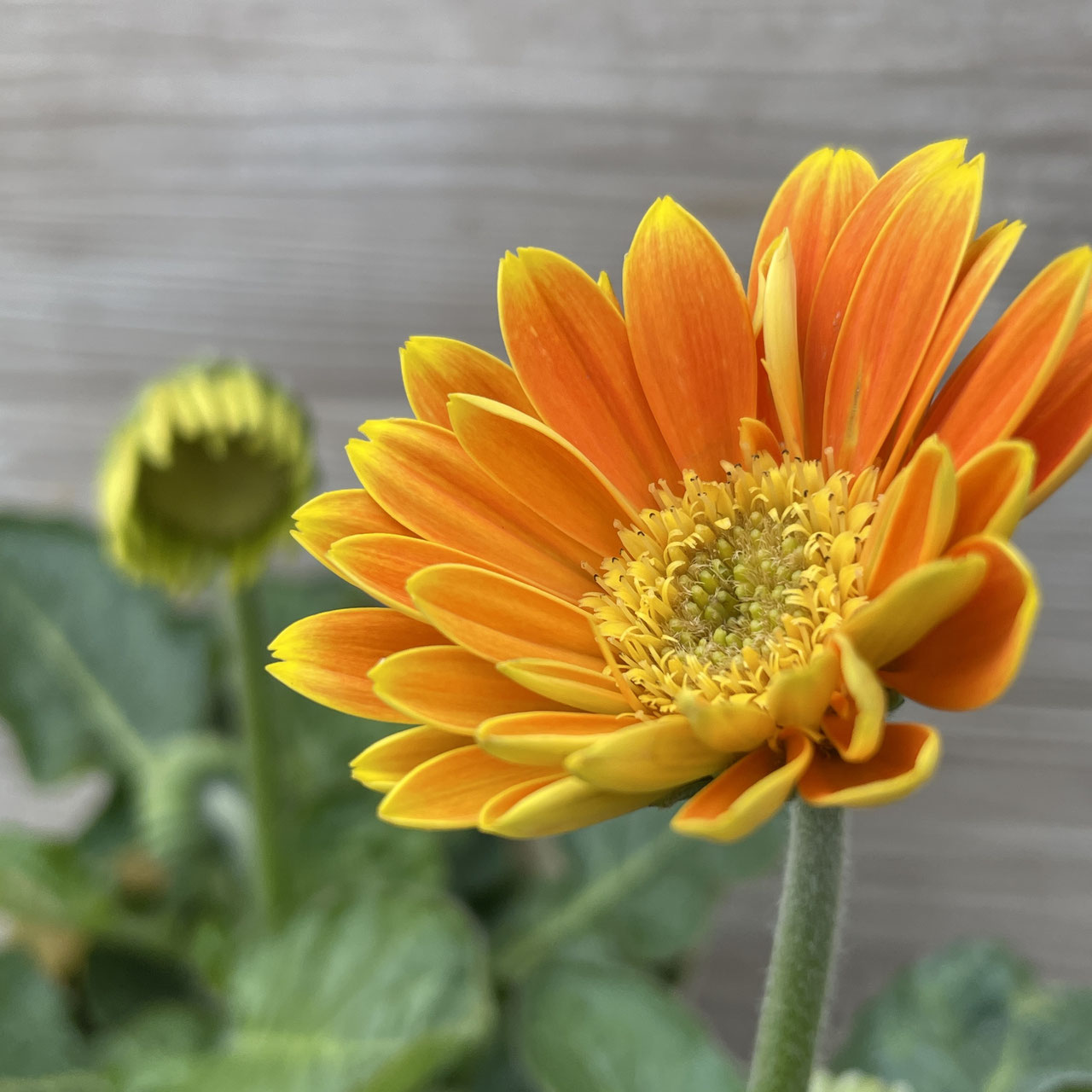 ✧︎*。一点物 ✧︎*。立体 ガーベラのボタニカルスワッグ ワイヤー