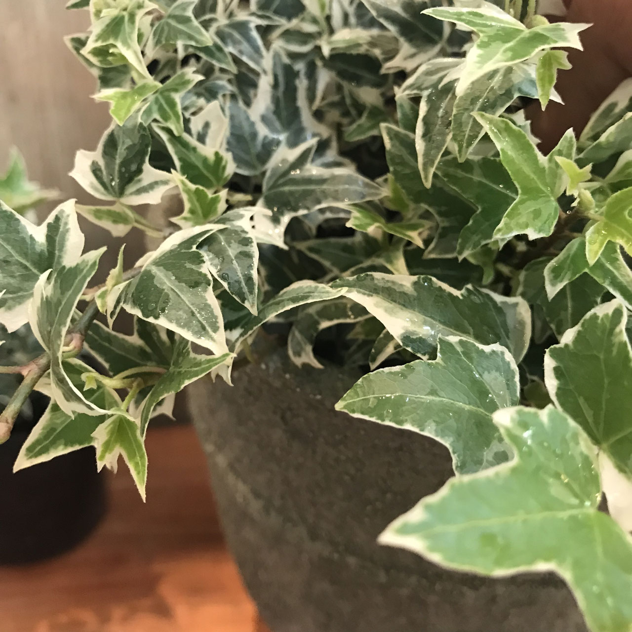 Hedera ヘデラ ホームplants Gift Goldcrest 移動販売のゴールドクレスト