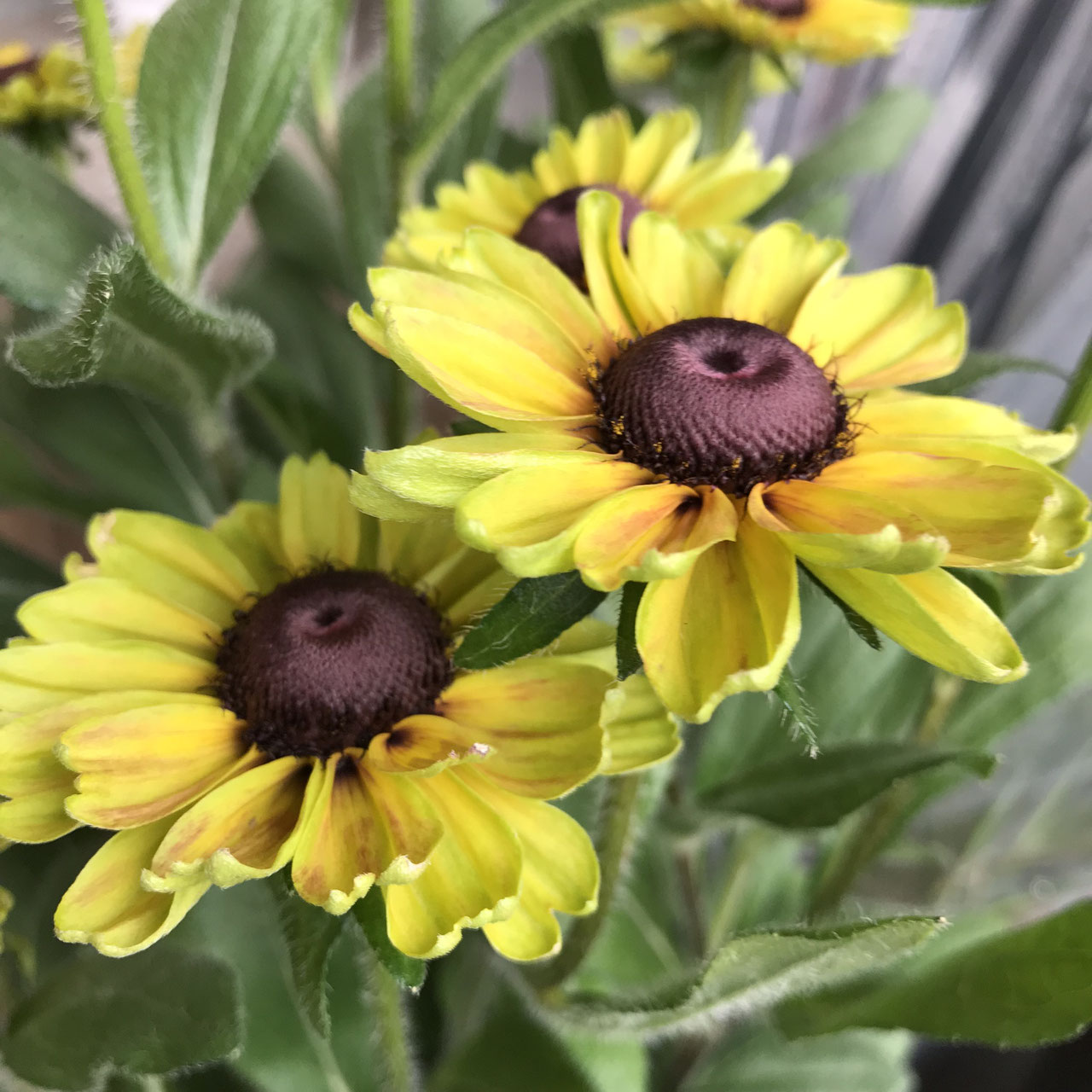 Rudbeckia ルドベキア ホームplants Gift Goldcrest 移動販売のゴールドクレスト Rudbeckia ルドベキア ホームplants Gift Goldcrest 移動販売のゴールドクレスト