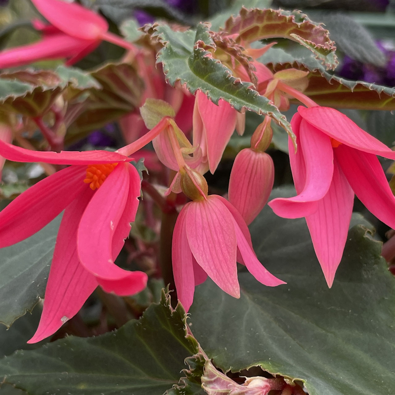 Begoniaceae シュウカイドウ科 ホームplants Gift Goldcrest 移動販売のゴールドクレスト Begoniaceae シュウカイドウ科 ホームplants Gift Goldcrest 移動販売のゴールドクレスト