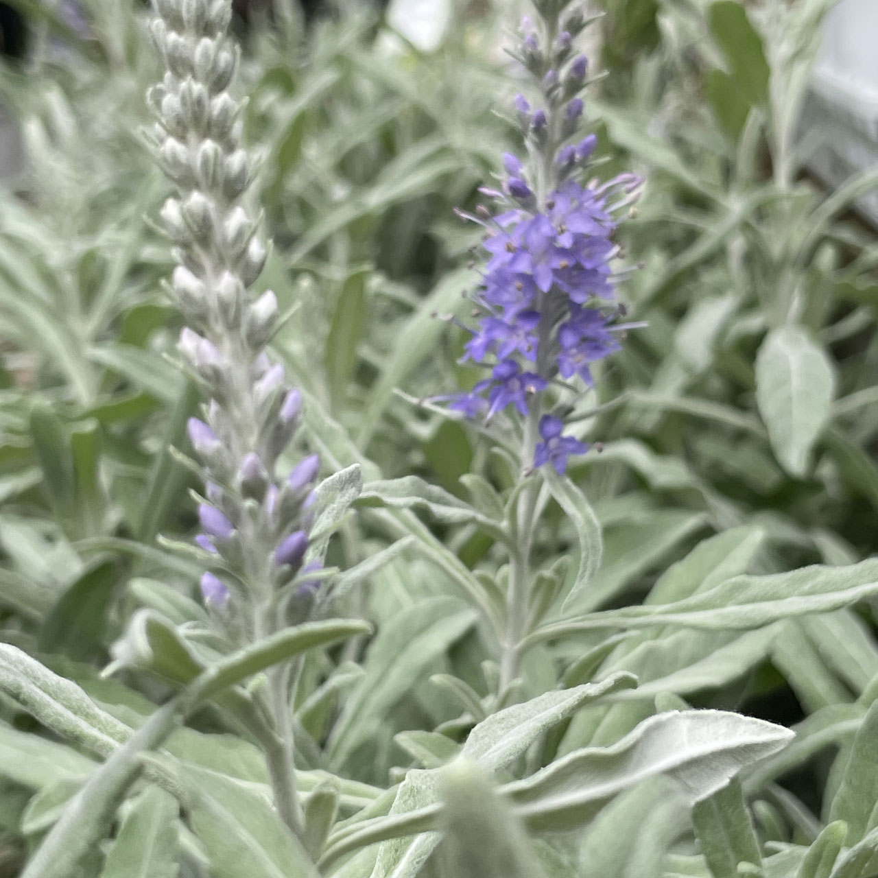 Scrophulariaceae ゴマノハグサ科 ホームplants Gift Goldcrest 移動販売のゴールドクレスト