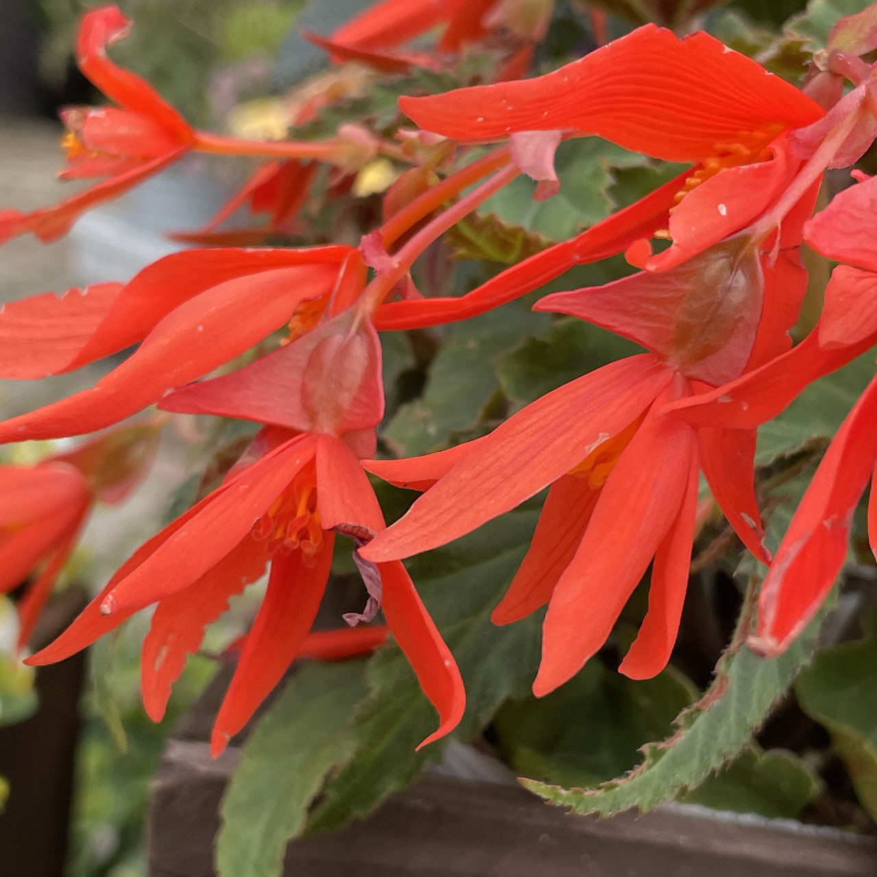 Begoniaceae シュウカイドウ科 ホームplants Gift Goldcrest 移動販売のゴールドクレスト Begoniaceae シュウカイドウ科 ホームplants Gift Goldcrest 移動販売のゴールドクレスト