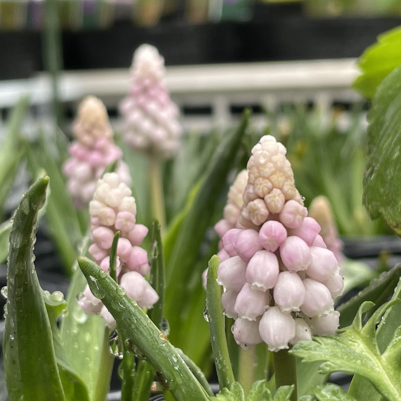 muscari(ムスカリ) - ホームPlants＆Gift GoldCrest 移動販売の