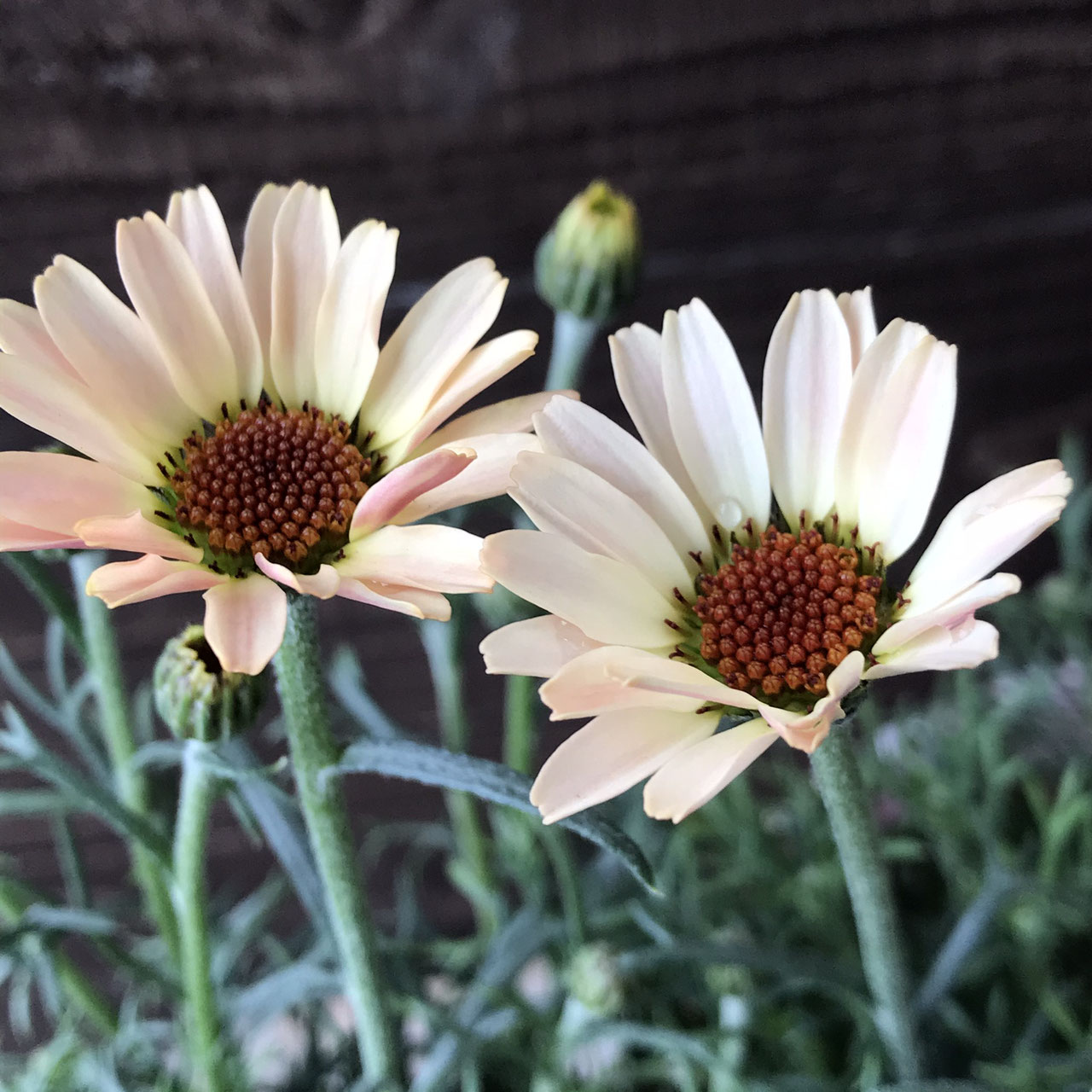 Rhodanthemum ローダンセマム ホームplants Gift Goldcrest 移動販売のゴールドクレスト Rhodanthemum ローダンセマム ホームplants Gift Goldcrest 移動販売のゴールドクレスト