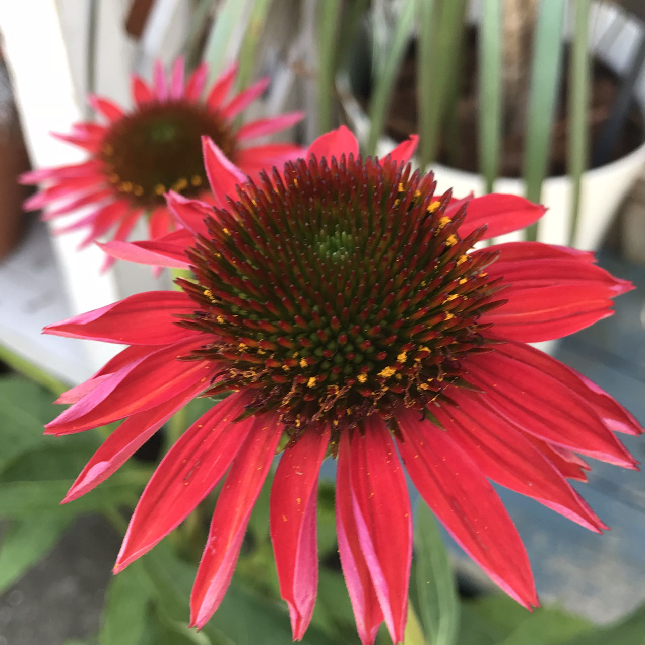 Echinacea エキナセア ホームplants Gift Goldcrest 移動販売のゴールドクレスト Echinacea エキナセア ホームplants Gift Goldcrest 移動販売のゴールドクレスト