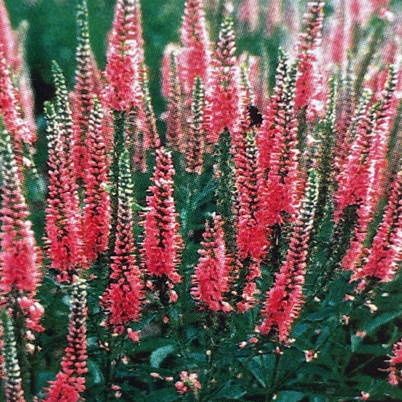 大好きな宿根草 ホームplants Gift Goldcrest 移動販売のゴールドクレスト