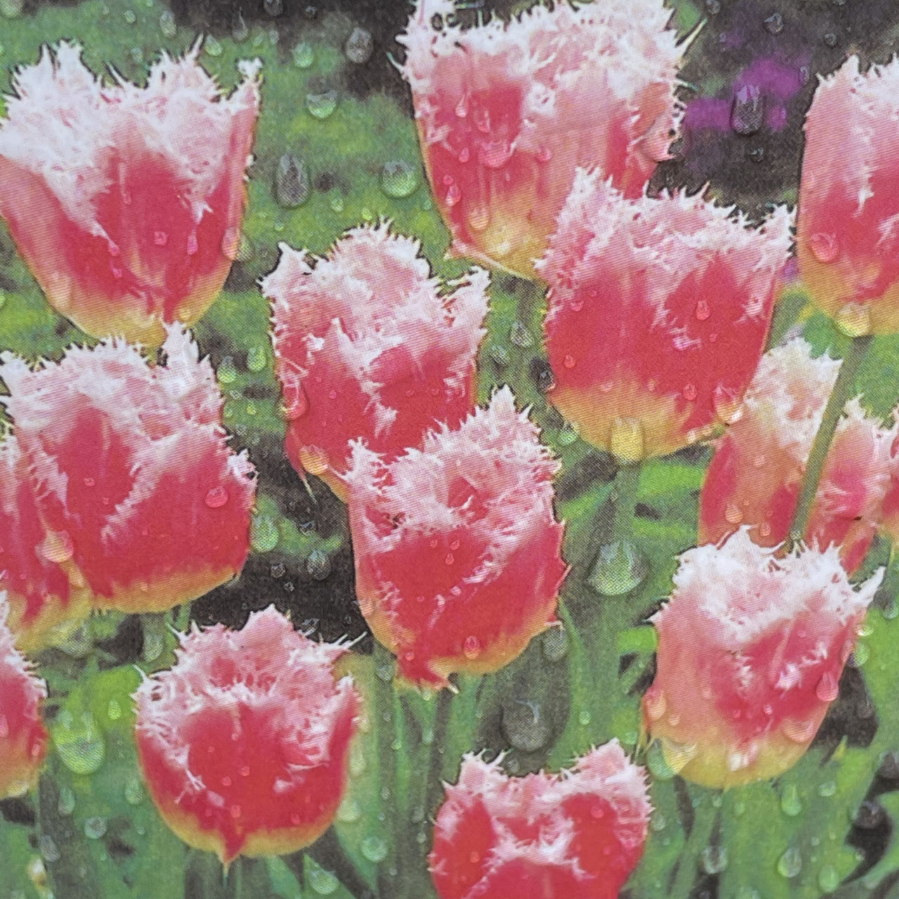 Tulip チューリップ ホームplants Gift Goldcrest 移動販売のゴールドクレスト Tulip チューリップ ホームplants Gift Goldcrest 移動販売のゴールドクレスト