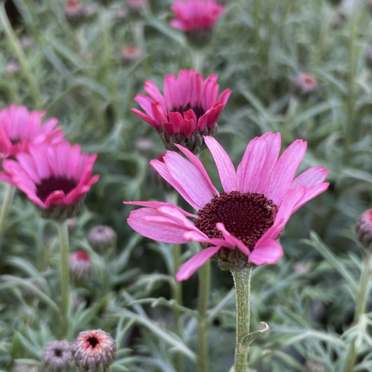 Rhodanthemum ローダンセマム ホームplants Gift Goldcrest 移動販売のゴールドクレスト Rhodanthemum ローダンセマム ホームplants Gift Goldcrest 移動販売のゴールドクレスト