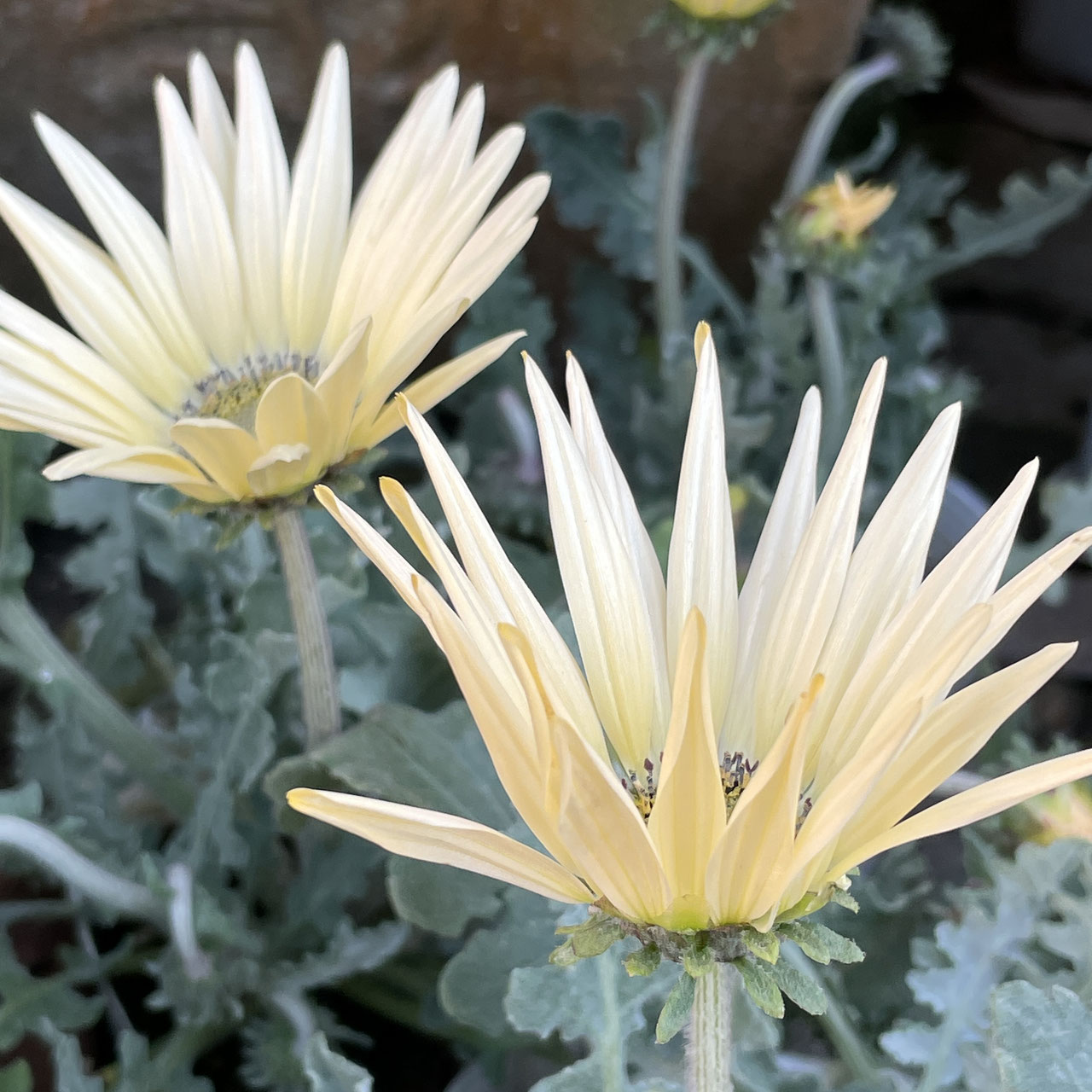 Arctotis アークトチス ホームplants Gift Goldcrest 移動販売のゴールドクレスト Arctotis アークトチス ホームplants Gift Goldcrest 移動販売のゴールドクレスト